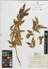 Foto von Salix pentandra L. x Salix triandra L.